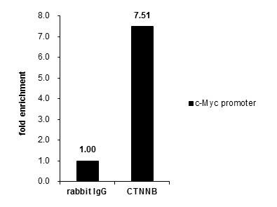 beta Catenin Antibody in ChIP Assay (ChIP)