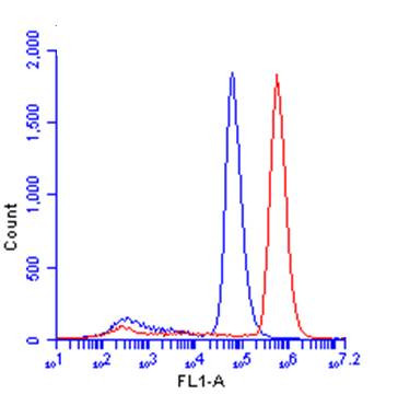 beta Catenin Antibody in Flow Cytometry (Flow)