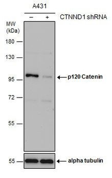 delta Catenin Antibody