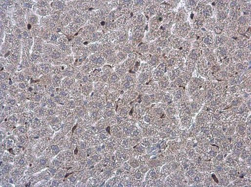 NOX2 Antibody in Immunohistochemistry (Paraffin) (IHC (P))