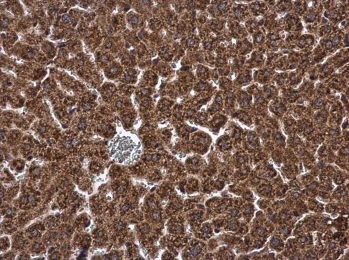 DHCR7 Antibody in Immunohistochemistry (Paraffin) (IHC (P))