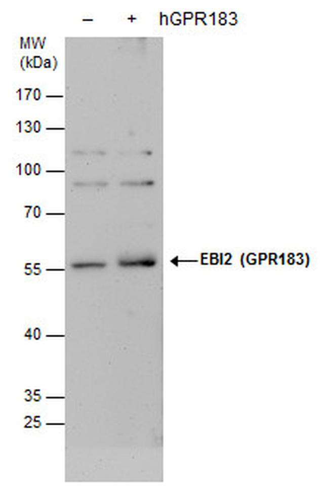 GPR183 Antibody in Western Blot (WB)