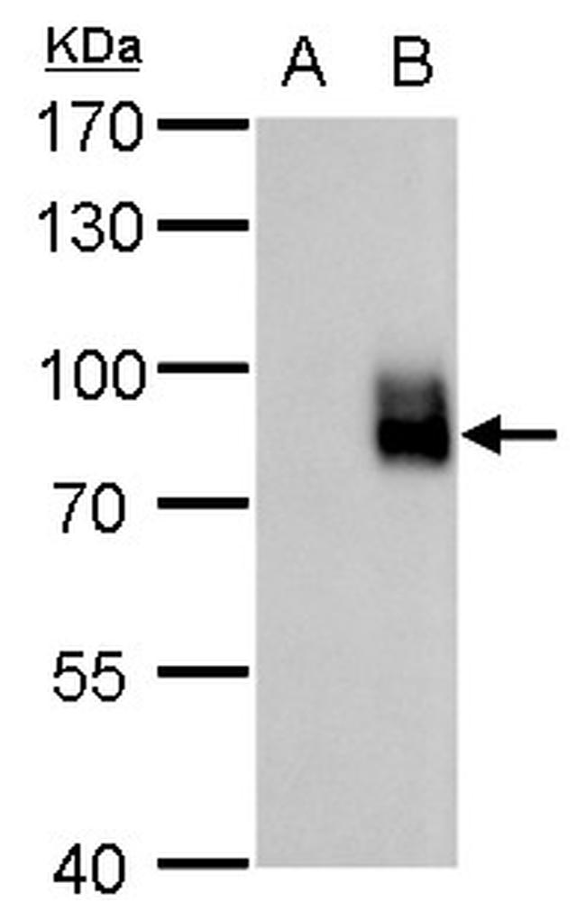 EGR1 Antibody in Western Blot (WB)