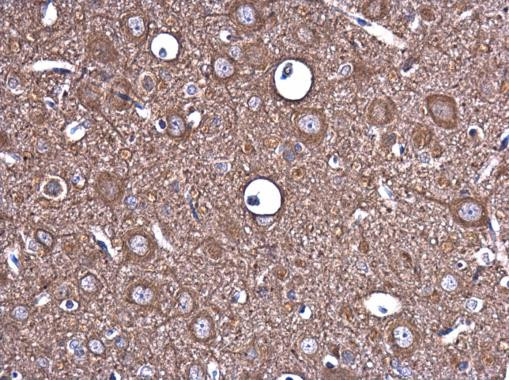 Epo Antibody in Immunohistochemistry (Paraffin) (IHC (P))