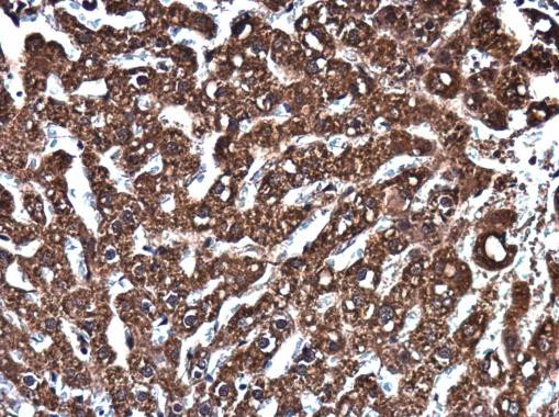 Epo Antibody in Immunohistochemistry (Paraffin) (IHC (P))