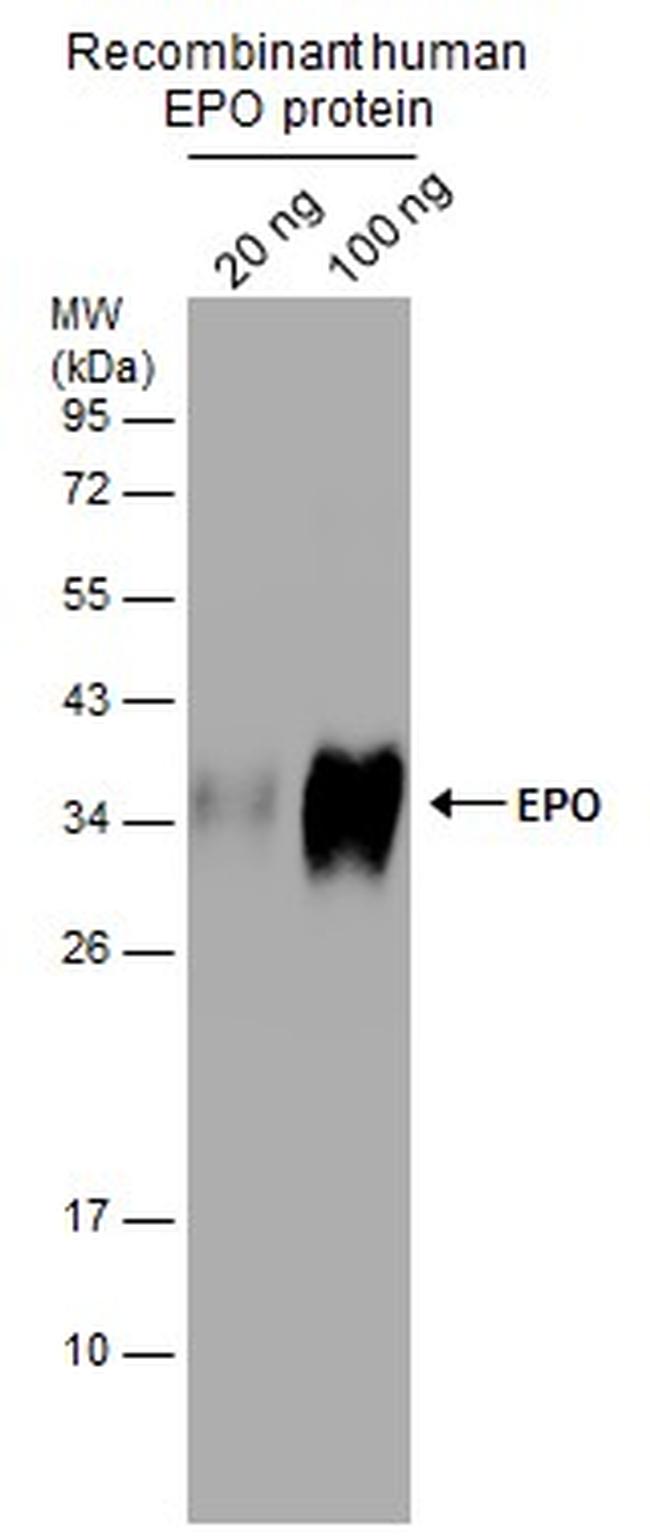 Epo Antibody in Western Blot (WB)