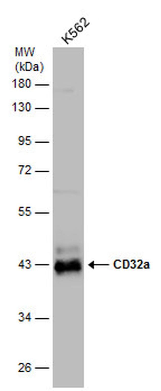 CD32 Antibody in Western Blot (WB)