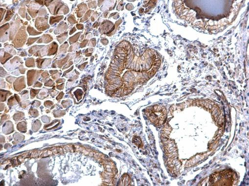 FOLR2 Antibody in Immunohistochemistry (Paraffin) (IHC (P))