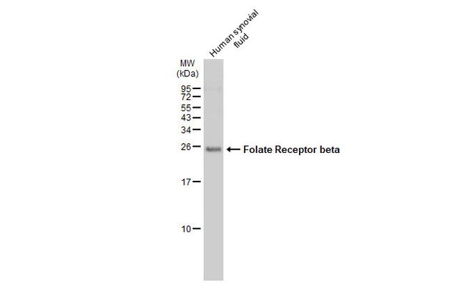 FOLR2 Antibody in Western Blot (WB)