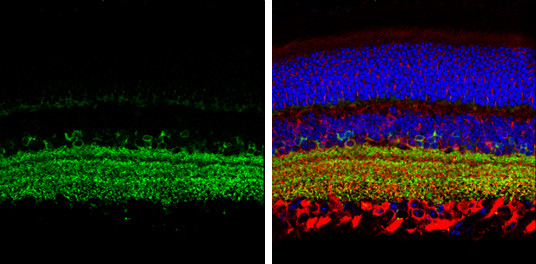 GAD65 Antibody in Immunohistochemistry (Paraffin) (IHC (P))