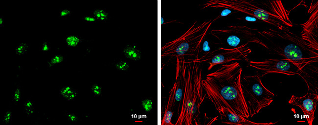 GBX2 Antibody in Immunocytochemistry (ICC/IF)