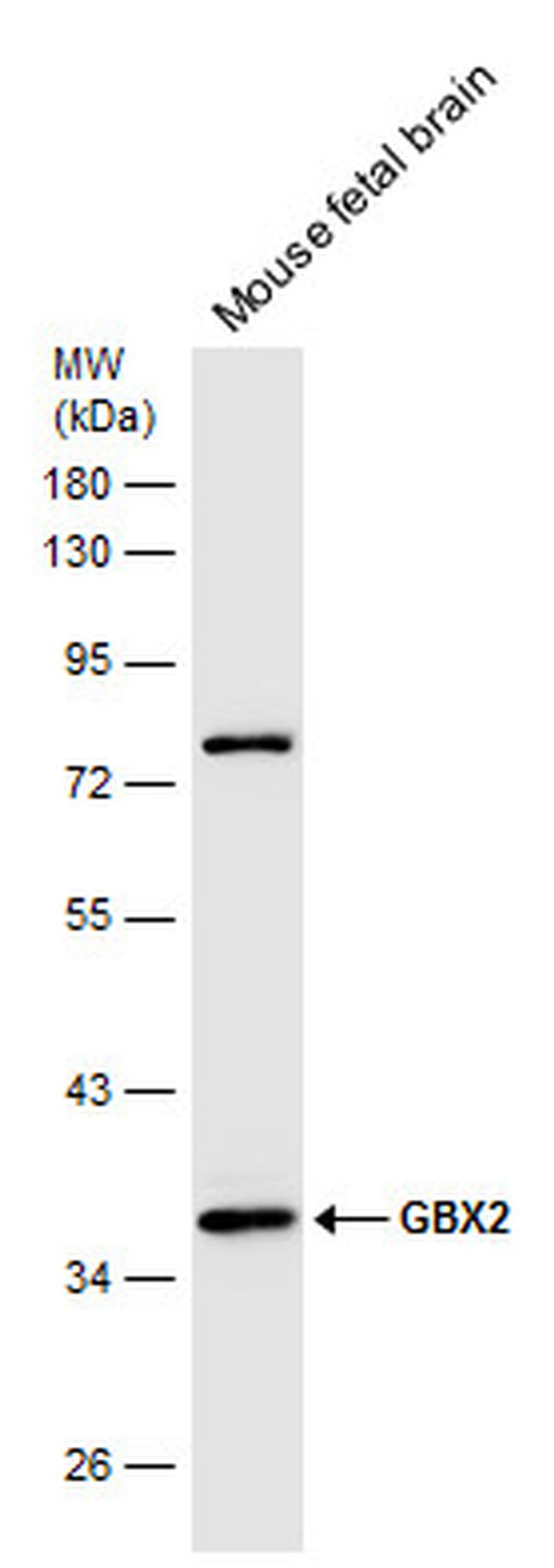 GBX2 Antibody in Western Blot (WB)