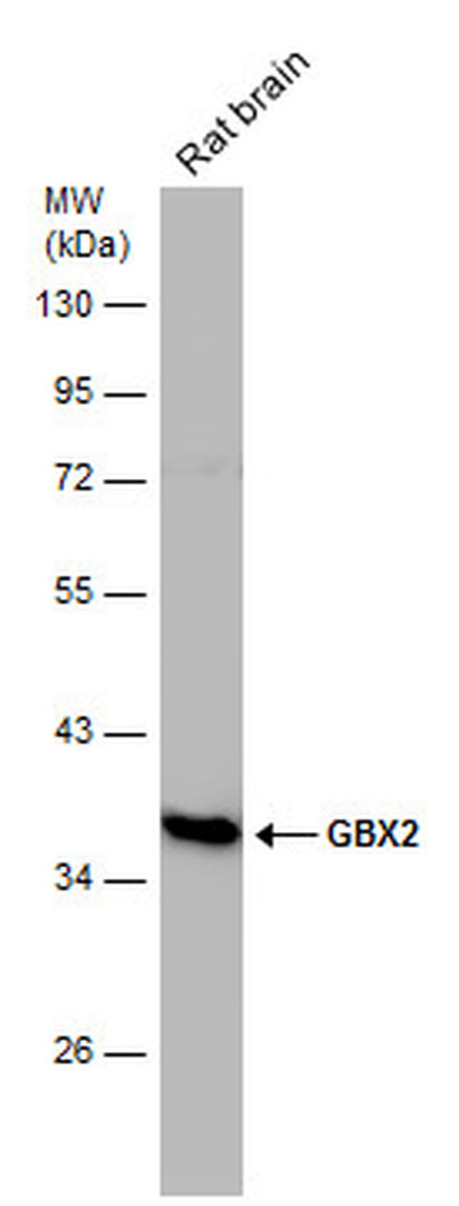 GBX2 Antibody in Western Blot (WB)