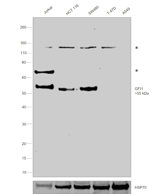 GFI1 Antibody in Western Blot (WB)