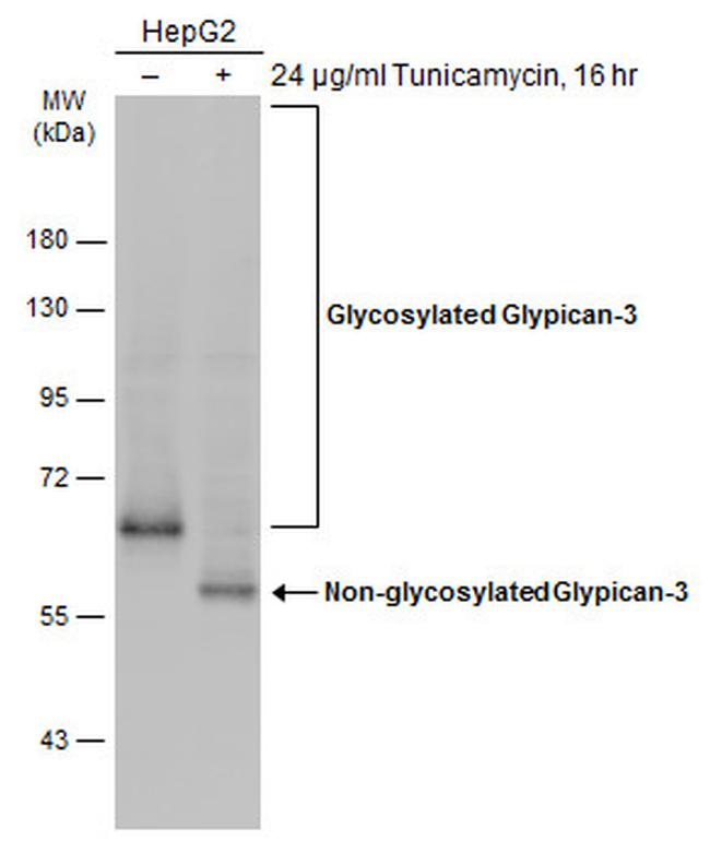 Glypican 3 Antibody in Western Blot (WB)