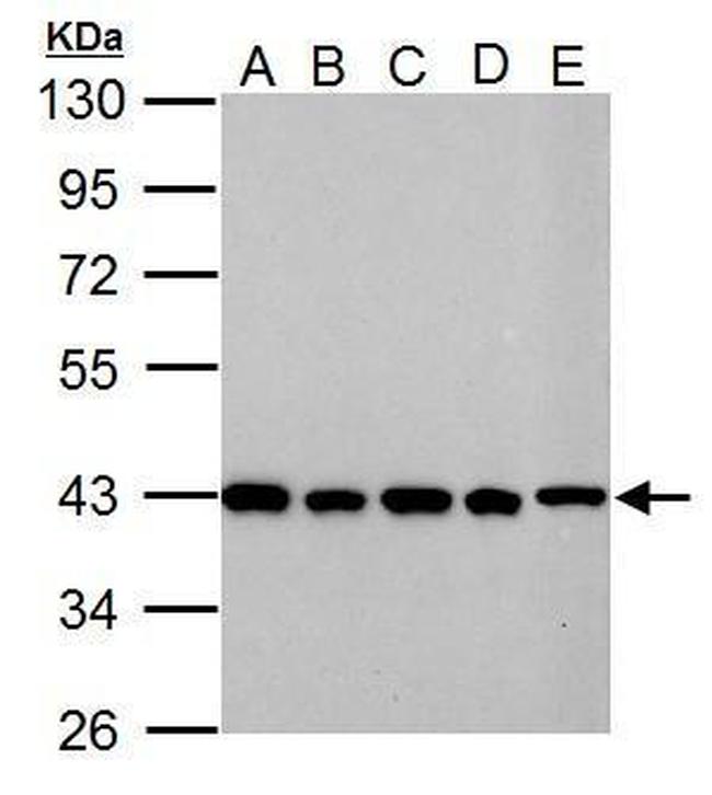 GOT2 Antibody in Western Blot (WB)