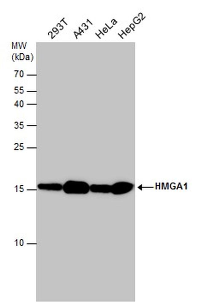 HMGA1 Antibody in Western Blot (WB)