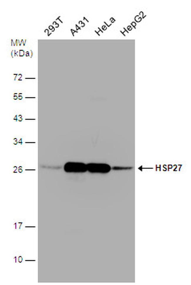 HSP27 Antibody in Western Blot (WB)