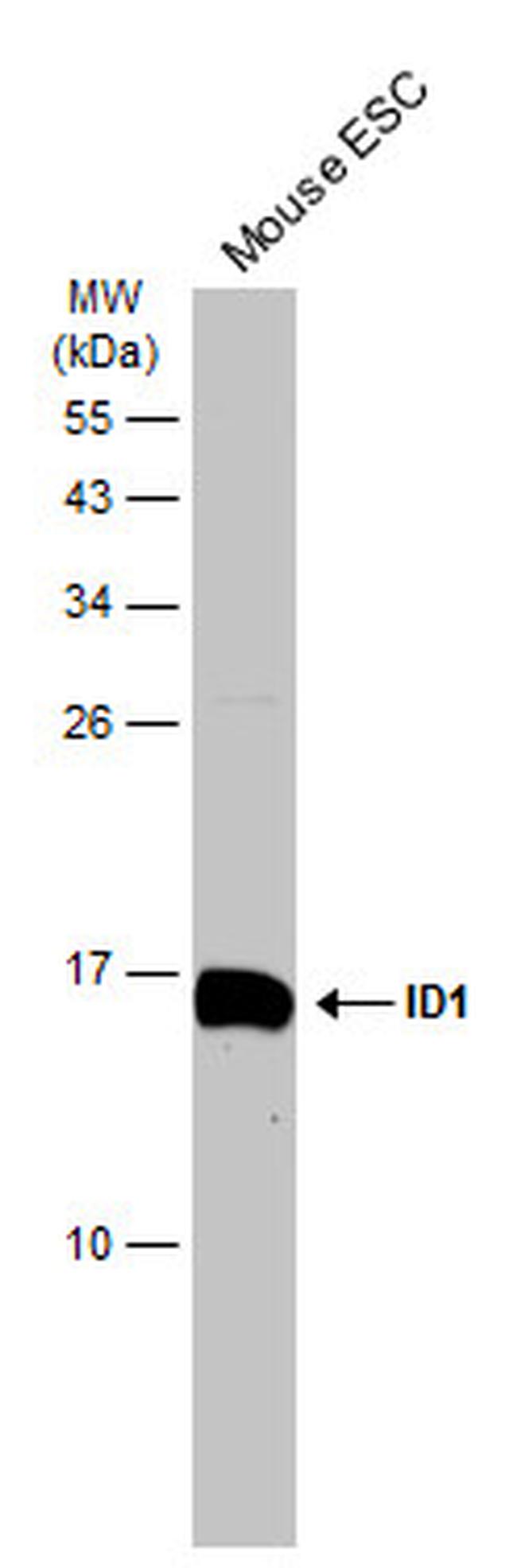 ID1 Antibody in Western Blot (WB)