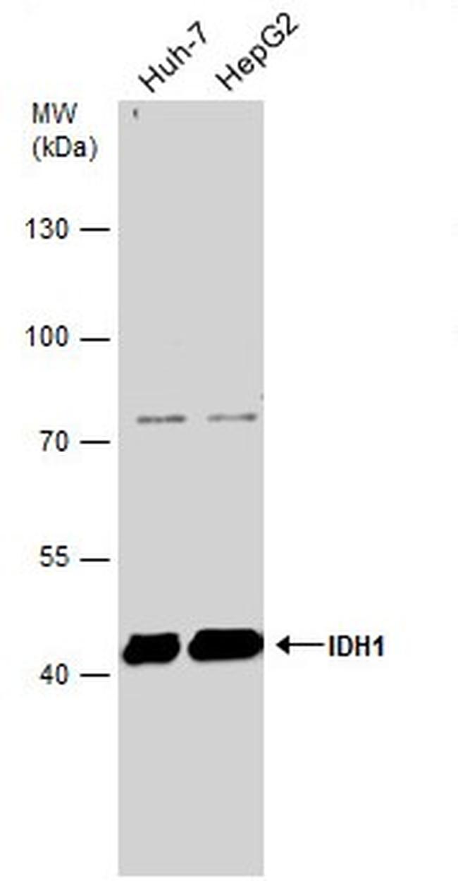 IDH1 Antibody in Western Blot (WB)