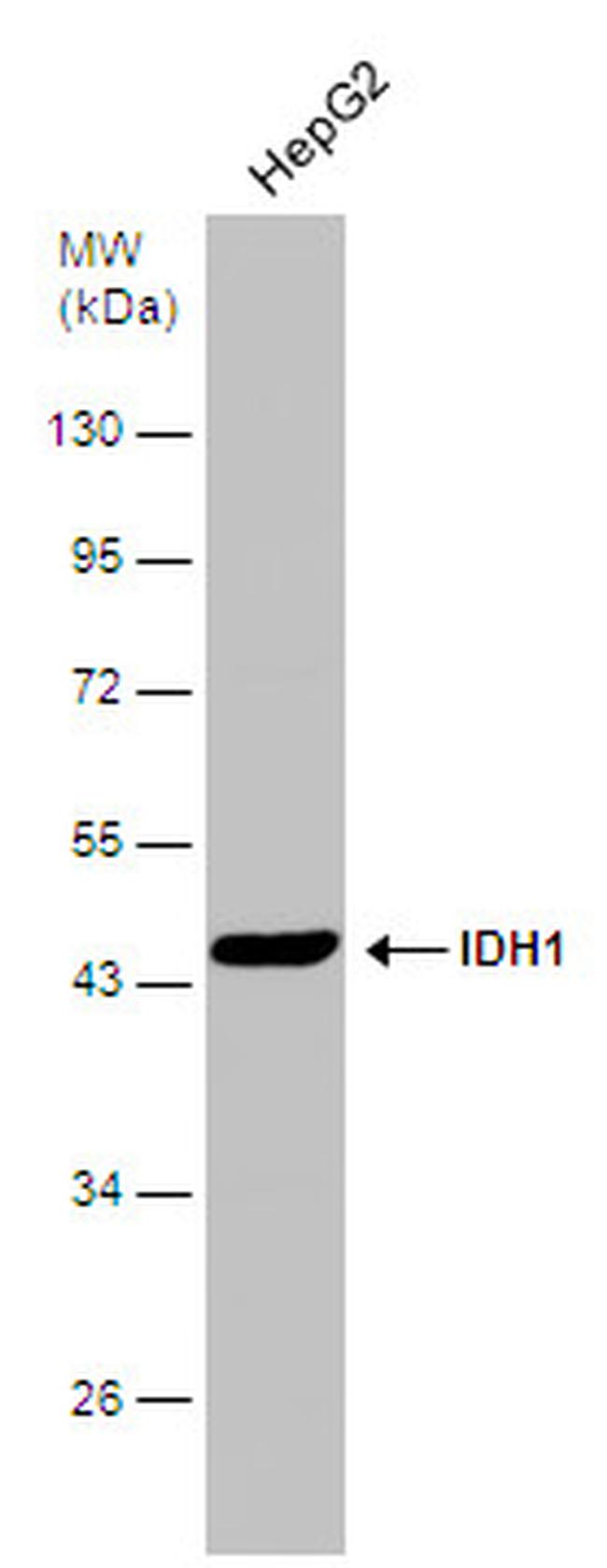 IDH1 Antibody in Western Blot (WB)