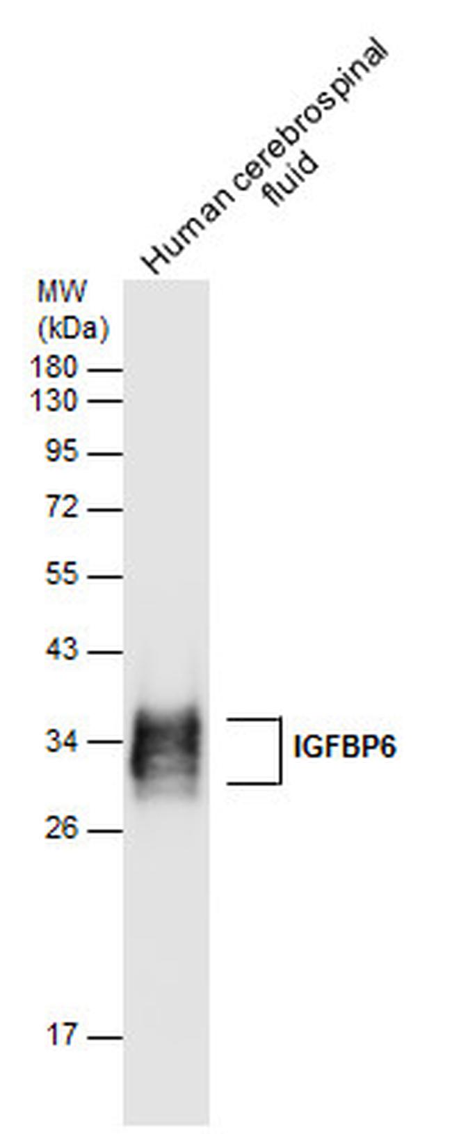 IGFBP6 Antibody in Western Blot (WB)