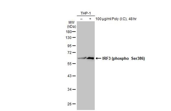 Phospho-IRF3 (Ser386) Antibody in Western Blot (WB)