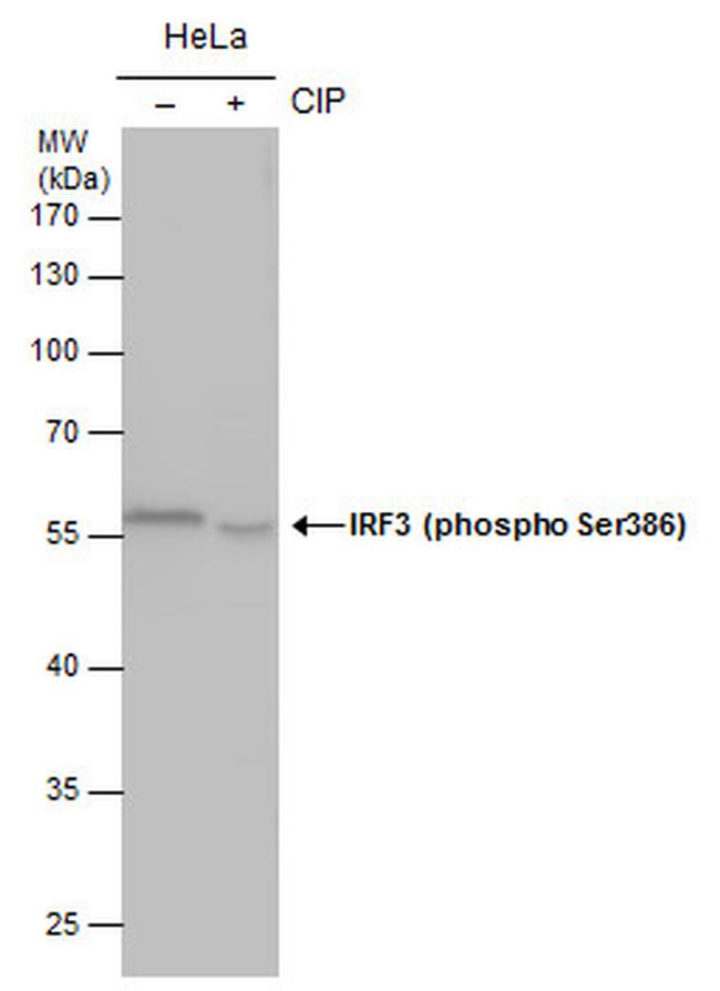 Phospho-IRF3 (Ser386) Antibody in Western Blot (WB)