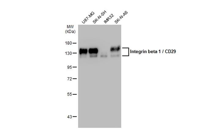 ITGB1 Antibody in Western Blot (WB)