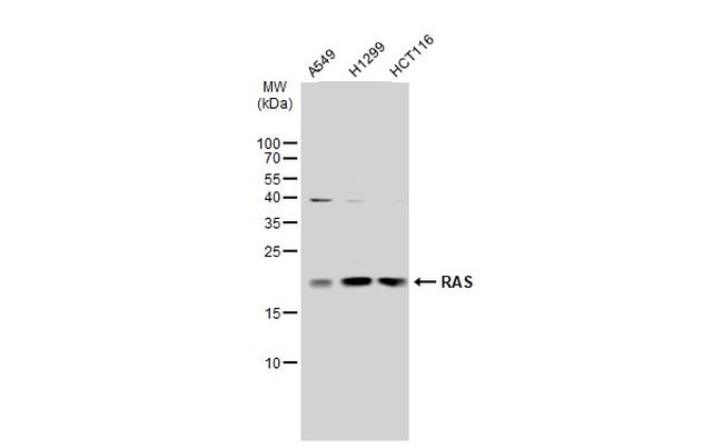 Pan Ras Antibody in Western Blot (WB)