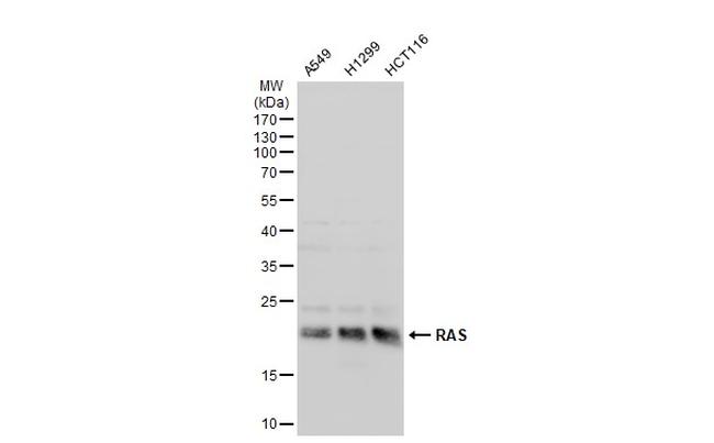 Pan Ras Antibody in Western Blot (WB)