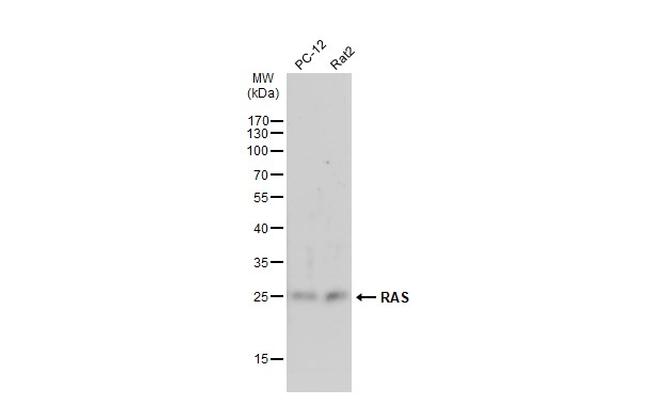 Pan Ras Antibody in Western Blot (WB)