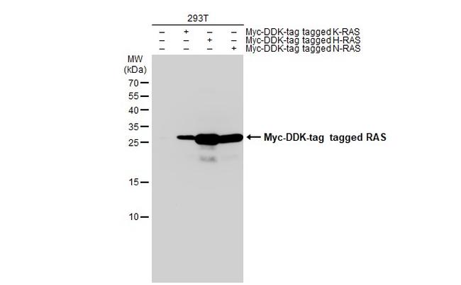 Pan Ras Antibody in Western Blot (WB)