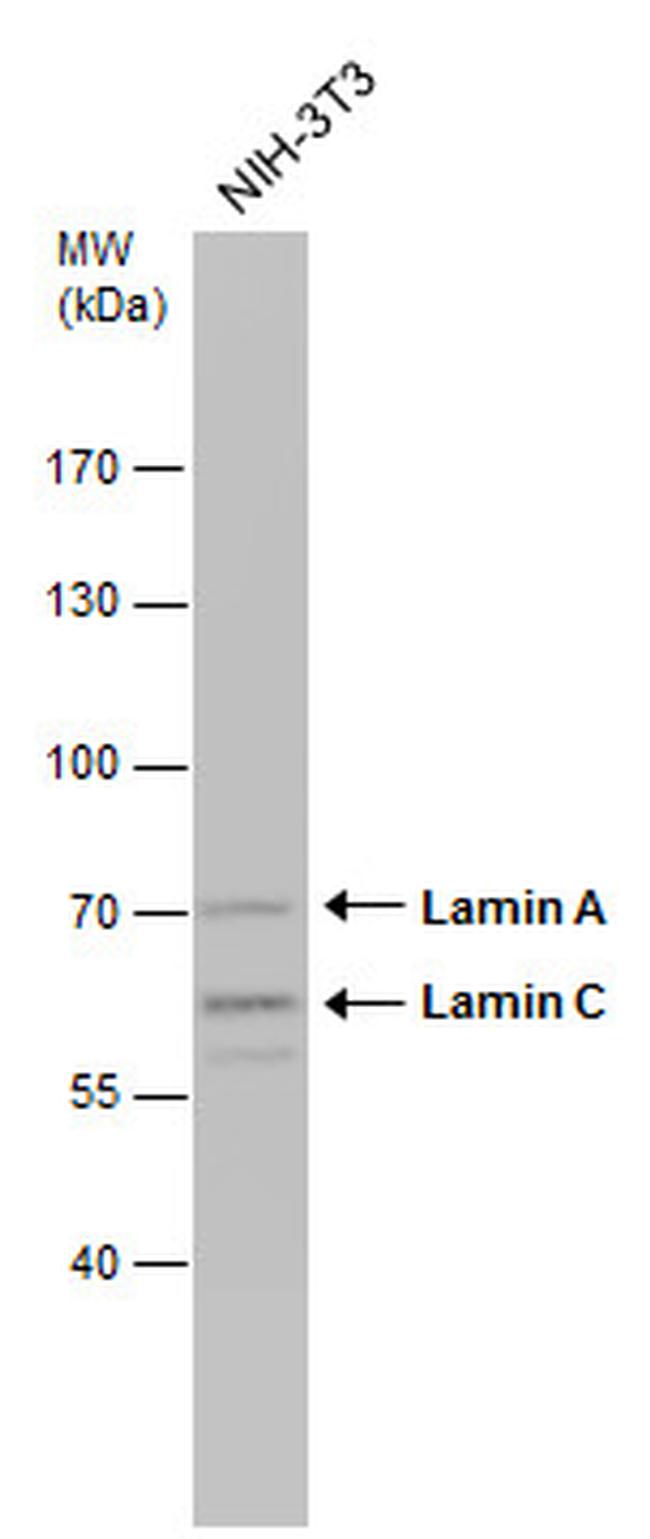 Lamin A/C Antibody in Western Blot (WB)