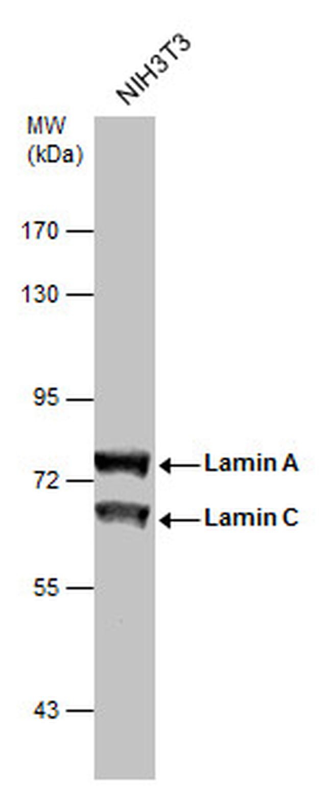 Lamin A/C Antibody in Western Blot (WB)