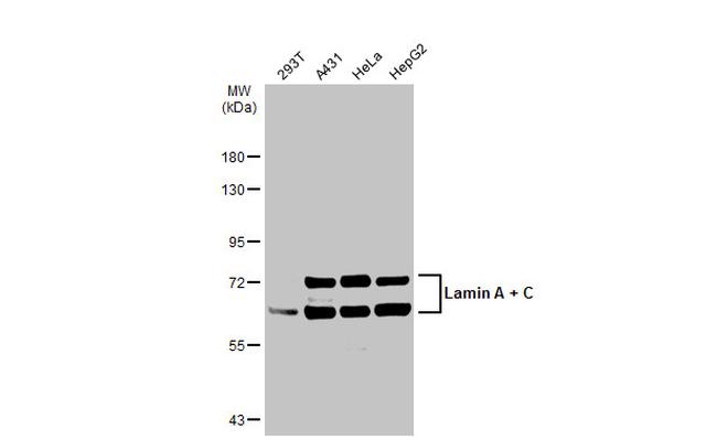 Lamin A/C Antibody in Western Blot (WB)