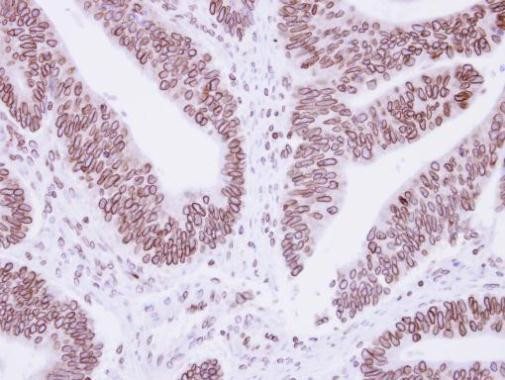 Lamin B1 Antibody in Immunohistochemistry (Paraffin) (IHC (P))