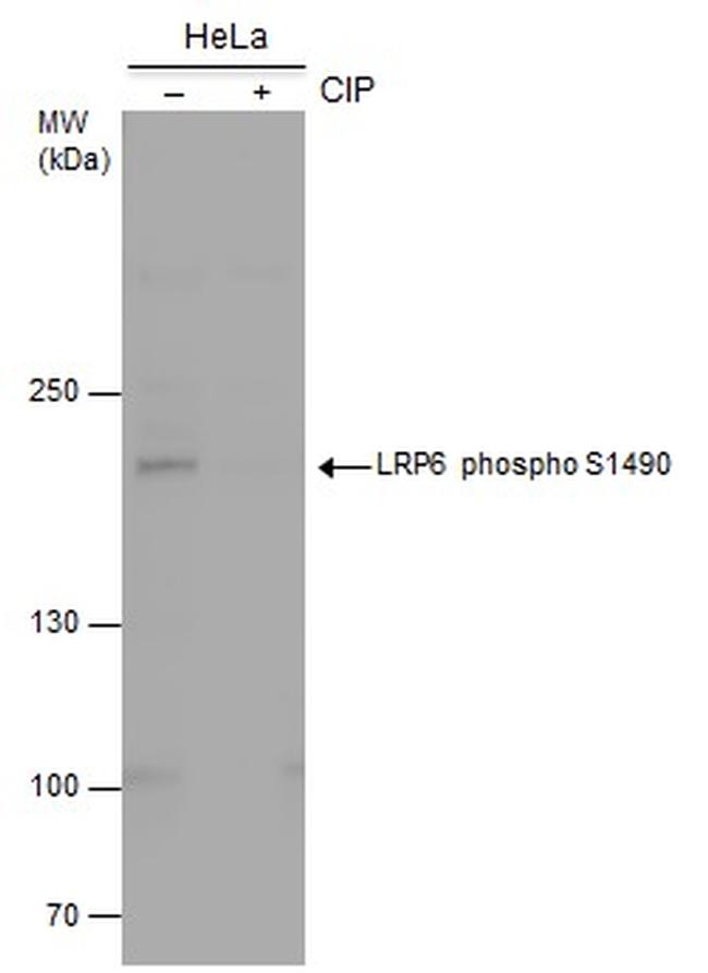 Phospho-LRP6 (Ser1490) Antibody in Western Blot (WB)