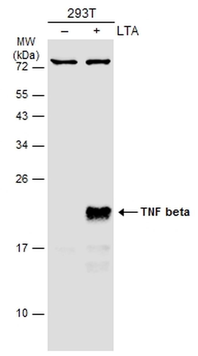 TNF beta Antibody in Western Blot (WB)