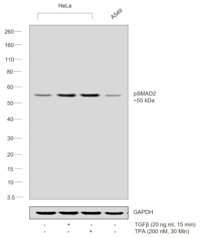 Phospho-SMAD2 (Ser245, Ser250, Ser255) Antibody in Western Blot (WB)