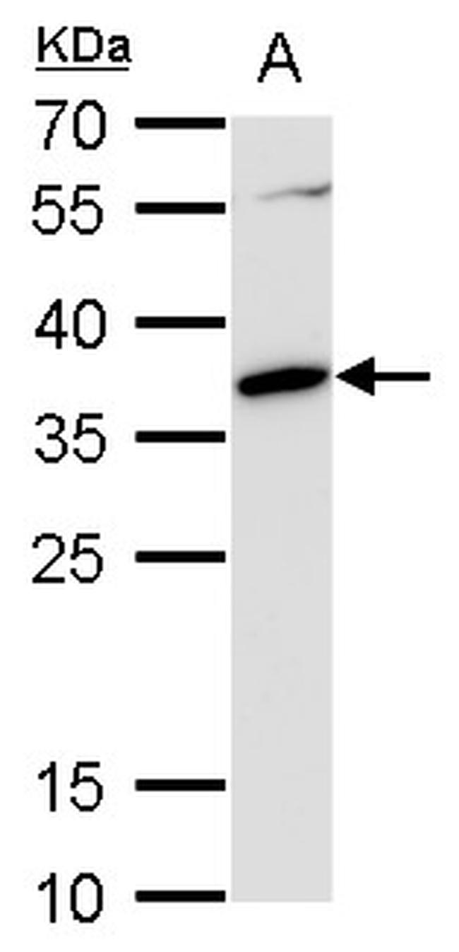 c-MAF Antibody in Western Blot (WB)