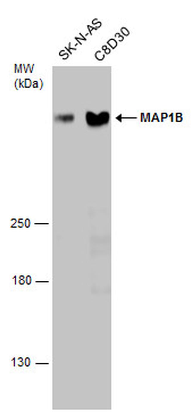 MAP1B Antibody in Western Blot (WB)