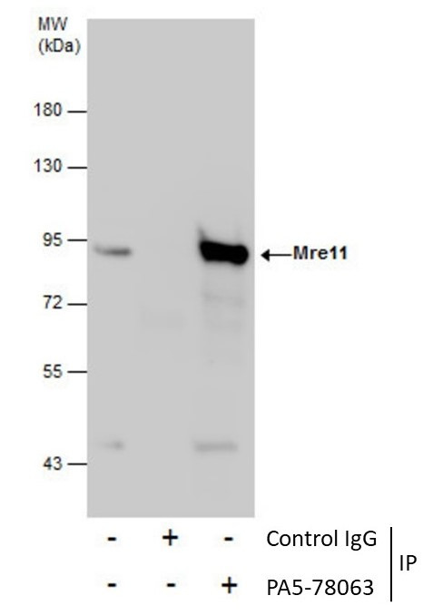 MRE11 Antibody in Immunoprecipitation (IP)