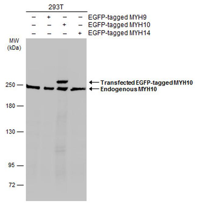 MYH10 Antibody in Western Blot (WB)