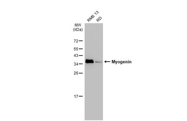 Myogenin Antibody in Western Blot (WB)