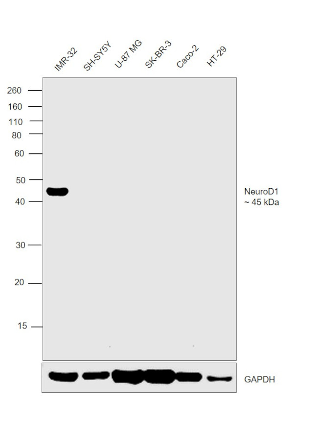 NeuroD1 Antibody