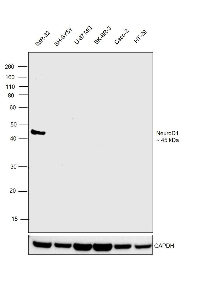 NeuroD1 Antibody in Western Blot (WB)