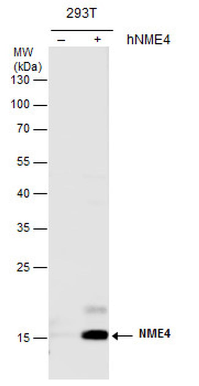 NME4 Antibody in Western Blot (WB)