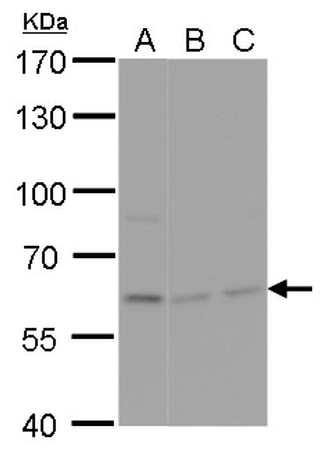 NPAS1 Antibody in Western Blot (WB)