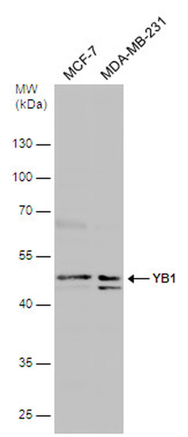 YBX1 Antibody in Western Blot (WB)